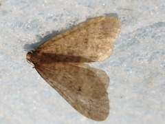 Operophtera brumata