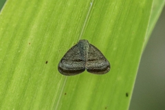 Ricania taeniata