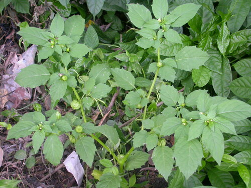 cutleaf groundcherry