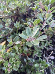 Arctostaphylos franciscana