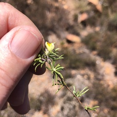 Aspalathus stenophylla