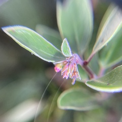 Arctostaphylos franciscana