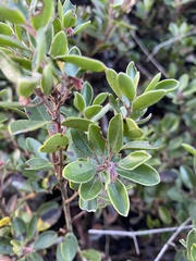 Arctostaphylos franciscana