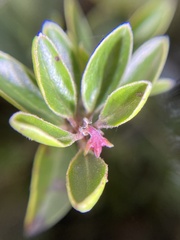 Arctostaphylos franciscana