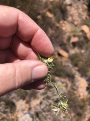 Aspalathus stenophylla