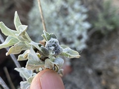 Asphondylia enceliae