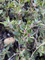 Arctostaphylos franciscana
