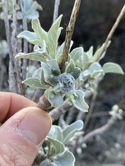 Asphondylia enceliae