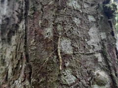 Pseudodiacantha macklottii