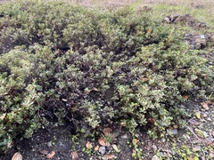 Arctostaphylos franciscana