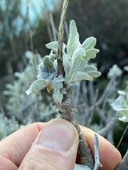 Asphondylia enceliae