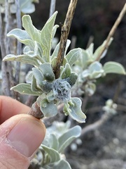 Asphondylia enceliae