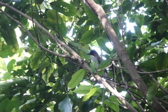 Hemixos castanonotus