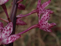 Dipodium punctatum