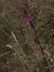Dipodium punctatum