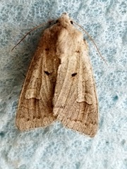 Ammoconia caecimacula