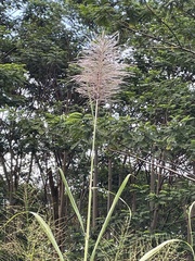 Saccharum × sinense