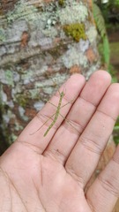 Pseudodiacantha macklottii