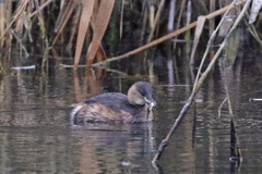 Tachybaptus ruficollis