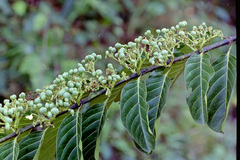 Psydrax subcordata