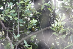 Aethopyga christinae