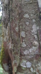 Pseudodiacantha macklottii
