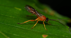 Theronia hilaris