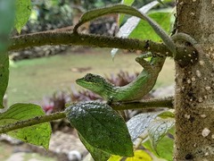 Pseudocalotes tympanistriga