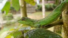 Pseudocalotes tympanistriga