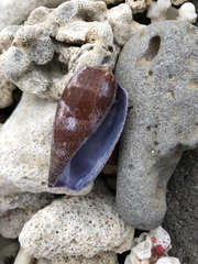 Conus tulipa