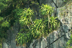 Dracaena cambodiana