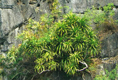 Dracaena cambodiana