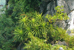Dracaena cambodiana