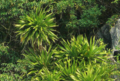 Dracaena cambodiana