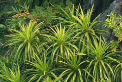 Dracaena cambodiana