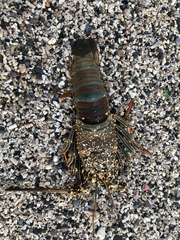 Panulirus penicillatus