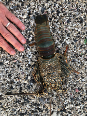 Panulirus penicillatus