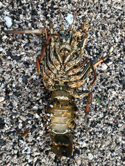 Panulirus penicillatus