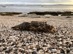 Panulirus penicillatus