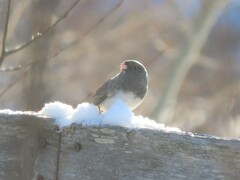 Junco hyemalis