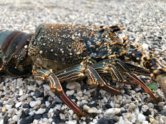 Panulirus penicillatus