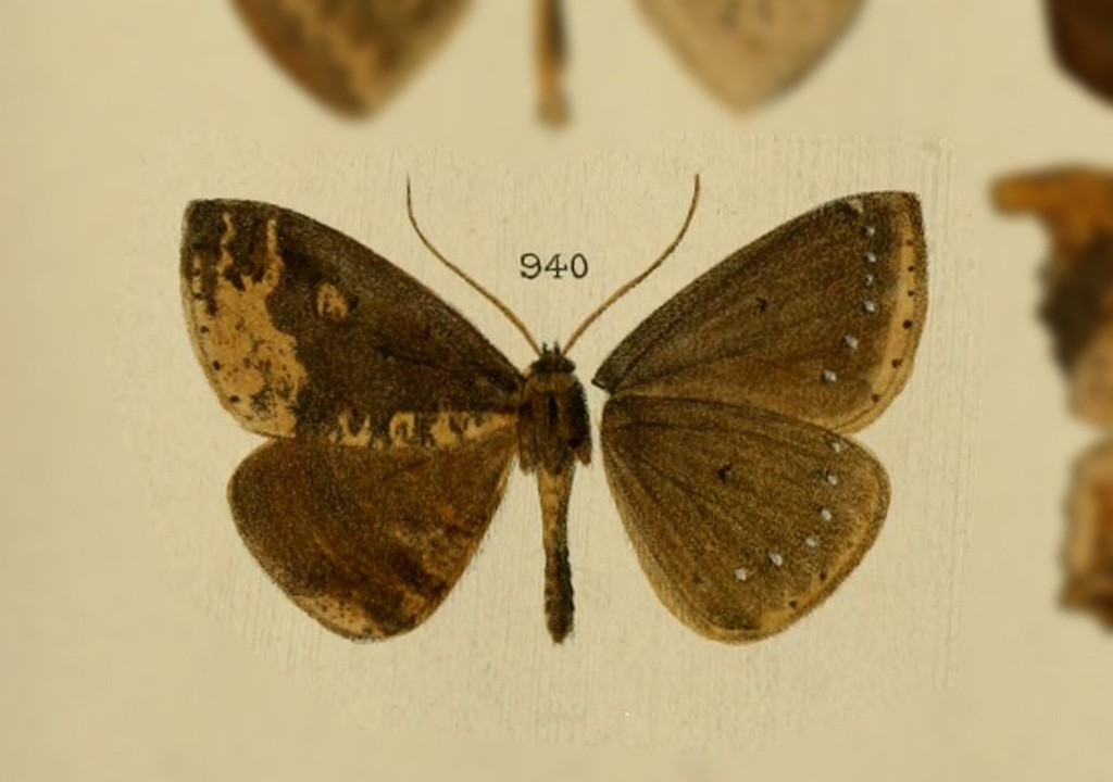 Herbita tenebrica