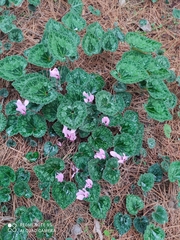 Cyclamen persicum