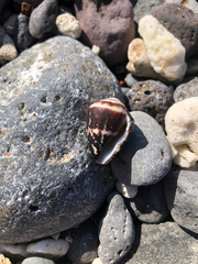 Conus chaldaeus