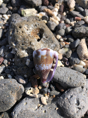Conus rattus