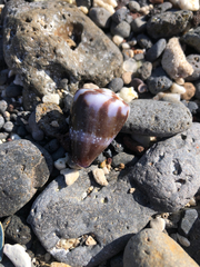 Conus rattus