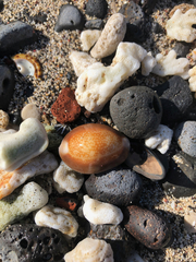 Monetaria caputserpentis