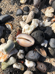 Monetaria caputserpentis