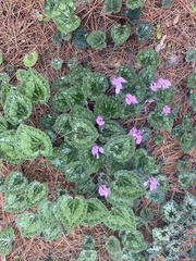 Cyclamen persicum