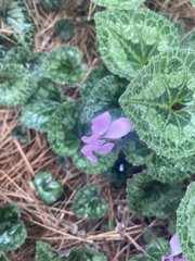 Cyclamen persicum